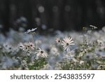 Autumn scenery of Miryang City Park in Gyeongsangnam-do, Korea, where Siberian chrysanthemum flowers bloom