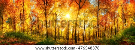 Autumn scenery in panorama format: a forest in vibrant warm colors with the sun shining through the leaves