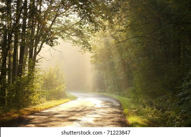 Autumn scenery of rural road in the deciduous forest on a foggy morning.