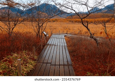 Autumn scenery of Senjogahara 戦場ヶ原, which is a preserved wetland in Nikko National Park, with a boardwalk winding thru the forest and grassy field on a gloomy morning, in Tochigi Prefecture, Japan