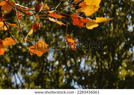 Similar – Autumn Nature Sky Bushes