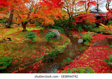 Autumn scenery of a stream flowing under fiery maple trees and the green mossy ground covered by red fallen leaves in the Japanese garden of Hogon-in (宝厳院) Buddhist Temple in Arashiyama, Kyoto, Japan