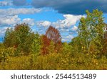 Autumn scenery at Trent University Nature Area