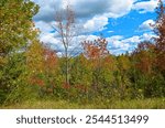 Autumn scenery at Trent University Nature Area