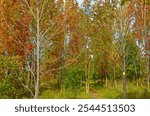 Autumn scenery at Trent University Nature Area