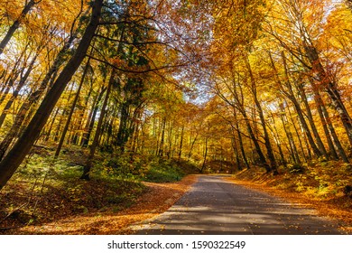 Autumn scenery of winding road, colorful trees in Ojcow National Park, Poland.
