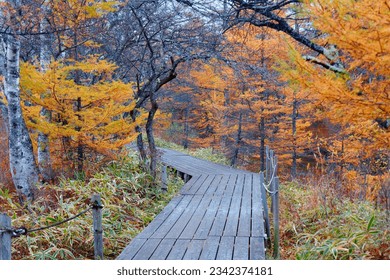 Autumn scenery of a wooden plank pathway winding through a forset with colorful foliage, in Senjogahara 戦場ヶ原, which is a preserved wetland in Nikko National Park, in Tochigi Prefecture, Japan