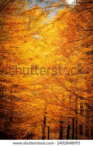 Similar – autumn burning Autumn Tree