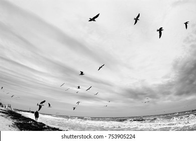 1,003 Sad seagull Images, Stock Photos & Vectors | Shutterstock