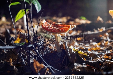 Autumn season. Amanita muscaria (fly agaric) mushroom in autumn forest, autumnal background in woods. Harvest fungi concept. Fly agaric, wild poisonous red mushroom in autumn fallen leaves