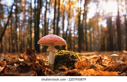 autumn season. amanita muscaria mushroom in autumn forest, natural bright sunny background. harvest fungi concept. Fly agaric, wild poisonous red mushroom in yellow-orange fallen leaves.  - Shutterstock ID 2207950879