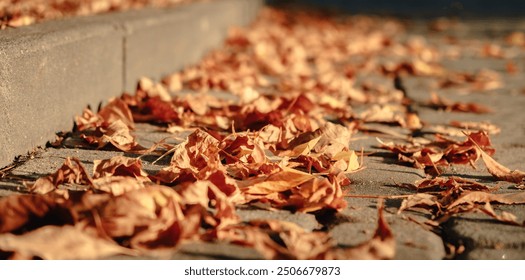 Autumn season atmosphere. Wind moves dry yellow fallen leaves lying on ground of park by curb. Low angle view close-up. Roadside by pavement. Sunny evening weather. Natural background. Fall concept. - Powered by Shutterstock