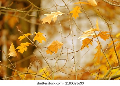 autumn season, blurred background of golden yellow leaves, good weather, cozy autumn, natural, environmental concept, banner for the designer for postcards, wallpapers, banner with blurry bokeh
