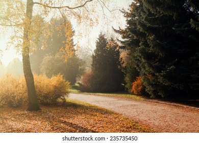 Autumn Season Colorful Trees In Park With Path