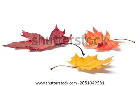 autumn season concept, maple leaf isolated on white background