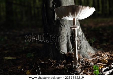Autumn season. Death cap (amanita phalloides) mushroom in autumn forest, autumnal background in woods. Harvest fungi concept - poison dangerous mushrooms. Wild poison mushroom in autumn fallen leaves
