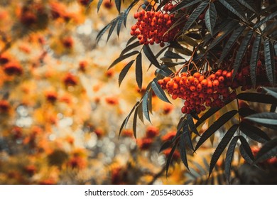 Autumn season. Fall harvest concept. Autumn rowan berries on branch. Rowan berries sour but rich vitamin C. Red berries and leaves on branch close up. Blurred background. Selective focus. - Powered by Shutterstock