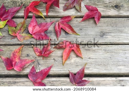 Autumn season. Fallen leaves that turned red. Trident maple, Acer buergerianum.