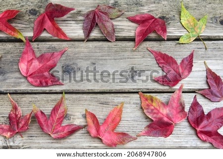 Autumn season. Fallen leaves that turned red. Trident maple, Acer buergerianum.