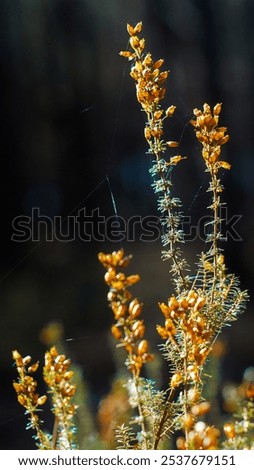 Similar – Image, Stock Photo Illuminated Anigozanthos 2