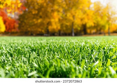 Autumn season, lawn mowing in the garden