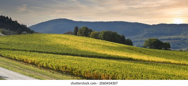 Autumn season, rows of yellow vineyards in Chianti region. Italy.