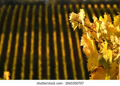 Autumn season, yellow vine leaves on the rows of Chianti vineyards near Greve in Chianti, Florence. Italy