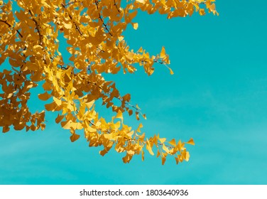 Autumn seasonal background. Ginkgo biloba tree with autumn leaves isolated on blue sky background. Bright yellow fall leaves of ginko biloba tree. Copy space for text - Powered by Shutterstock