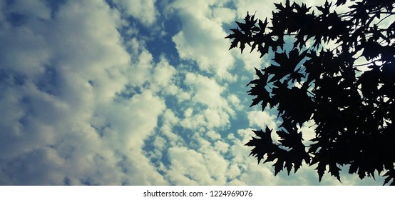 Autumn is a second spring when every leaf is a flower. ...