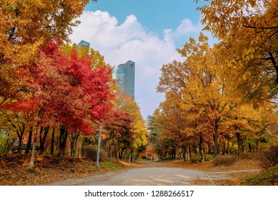 Autumn Of Seoul Forest