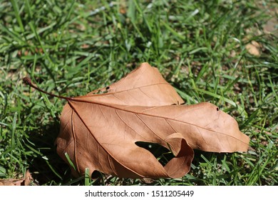 Autumn september maple leaves with green grass background