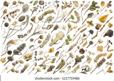 Autumn set of 102 wildflowers, plants, nuts and seeds, with an animal skull, moth wings and withering leaves, photographed in nature and isolated on absolute white, comes with clipping paths - Powered by Shutterstock