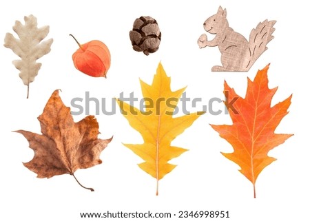 Autumn set isolated on a white background .dry leaves,wooden decorative squirrel,Chinese Lantern fruit,cupressus cone.