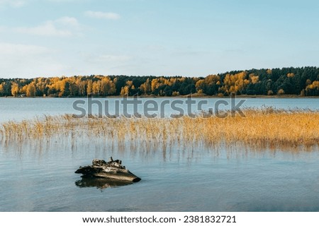 Autumn shores of lake near Ob river, Novosibirsk, Siberia, Russia with picturesque golden forest on opposite shore. Perfect sunny day with clear blue sky