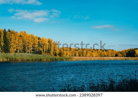 Autumn shores of lake near Ob river, Novosibirsk, Siberia, Russia with picturesque golden forest on opposite shore. Perfect sunny day with clear blue sky