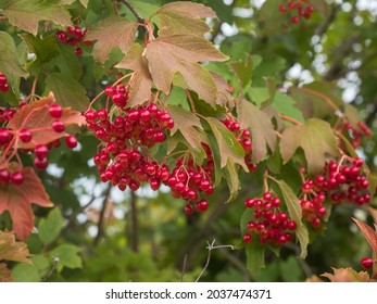 Autumn Shot Of The Cramp Bark (Viburnum Opulus) With Ripe Fruits Hanging In Clusters.