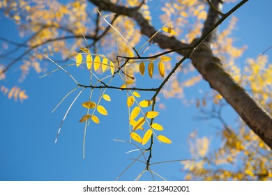 Autumn Shot Of A Japanese Pagoda Tree