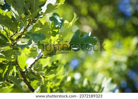 
Autumn shot of a small branch of an oak tree, Acorns, european tree, Deutsche Eiche, Stiel-Eiche, Quercus robur, native, fruits, bird food, animals, 
flooded with light, autumn