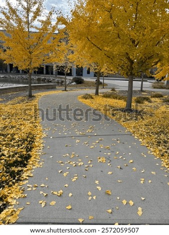 Autumn Sidewalk Path Covered in Fallen Yellow Leaves