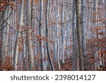 Autumn silver beech forest, natural autumn background, tree trunks, nature in Germany.