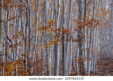 Similar – autumn impression Ambience