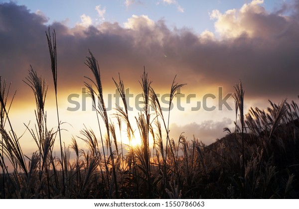Autumn Silver Grass Blowing Wind Sunset Stock Photo Edit Now