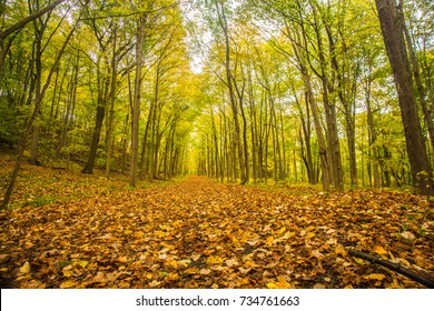 Autumn In Sleeping Giant State Park