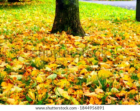 Similar – Gelber Herbst Baum Blatt