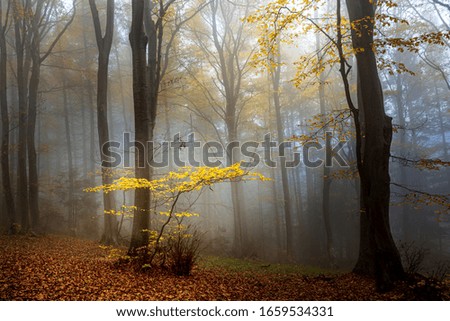 Similar – Foto Bild im Herbstwald Umwelt Natur