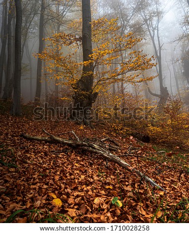 autumn forest Well-being