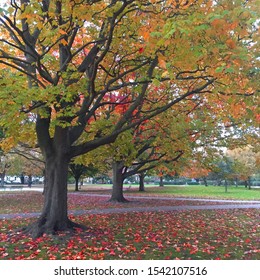 Autumn In South Park Gardens Wimbledon.  