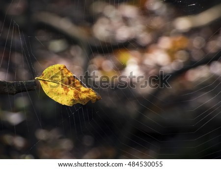 Herbstblätter Baum