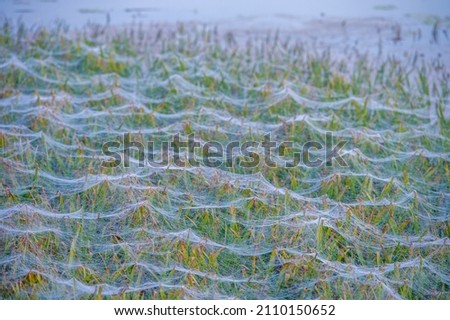Autumn spider web. Dawn over the river, fog. Drops of morning dew and fog suddenly reveal many hidden cobwebs that were previously almost invisible due to the transparent nature of silk