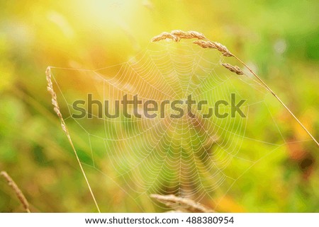 Similar – Image, Stock Photo sonnenblind Well-being